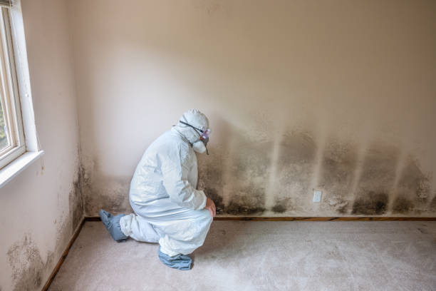 Mold Odor Removal Services in San Leon, TX